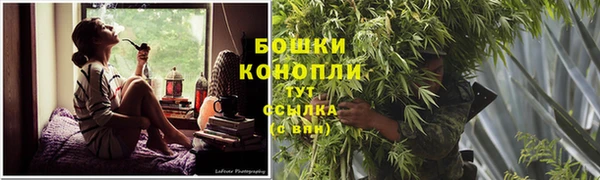 прущие грибы Абаза
